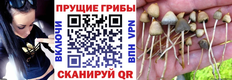 Псилоцибиновые грибы Psilocybe мега ссылки Лермонтов